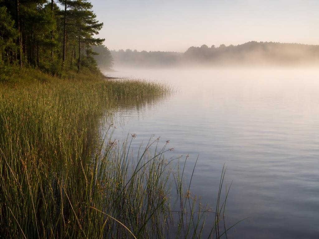 Misty lakeshore cove with reeds and still water at sunrise in Virginia.